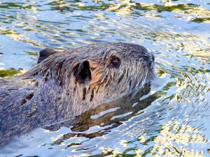 オオカワネズミ 6月4日 鴨川
