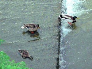 ちょっと奇妙な組みあわせ CM母子とオス 6月3日 丸太町橋上流