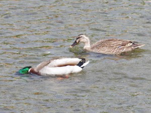 カルガモ♀(?)  と マガモ♂ のカップル 5月31日 二条大橋