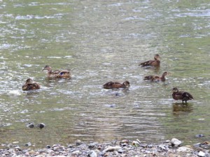 FM 6月17日 御池大橋