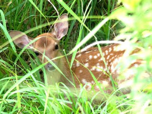 仔鹿 6月15日 馬橋上流