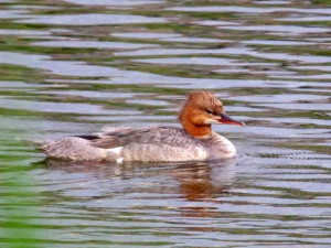 カワアイサ 6月17日 賀茂大橋下流
