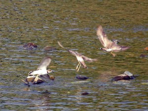 コチドリ幼鳥 6月15日 賀茂大橋下流