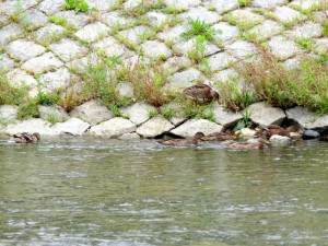 GM 6月16日 御池大橋
