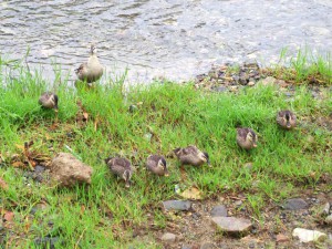 JK 6月19日 御池大橋