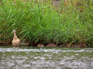 GM 6月5日 御池大橋上流