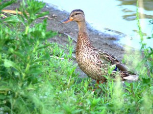 カップルのメス きのうの続き