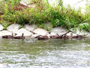 JK 6月16日 御池大橋