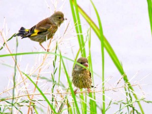 カワラヒワ幼鳥 6月15日 高野川