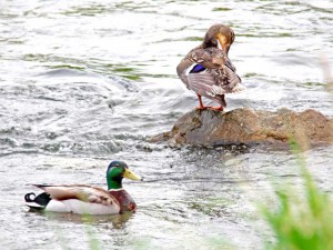 カップル 6月15日 高野川