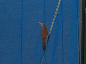 ガビチョウ 8月9日 東久留米 イソヒヨドリのような鳴き声だった