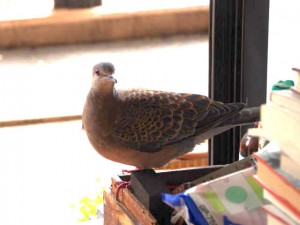 8月17日 出町柳