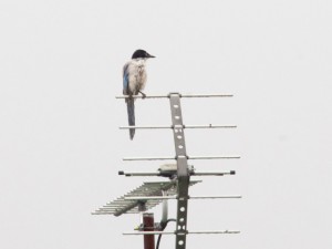 オナガ 8月21日 東久留米