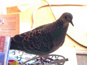 キジバト♂ 8月18日 出町柳