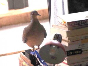 8月14日 出町柳