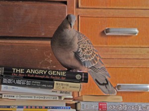 9月8日 出町柳