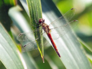 アキアカネ 9月22日 落合川