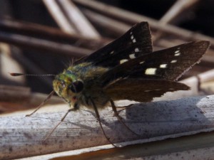 オオチャバネセセリ 9月21日 落合川