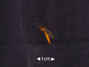 ？ 9月11日 東久留米