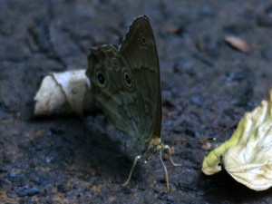 クロヒカゲ 9月21日 南沢緑地