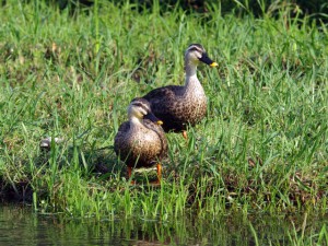 カルガモ 9月19日 落合川