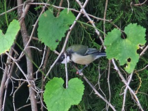 シジュウカラ 9月21日 東久留米