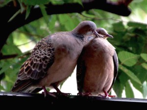 キジバト 9月8日 出町柳