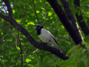 木の上でさえずるセグロセキレイ 9月29日 賀茂大橋