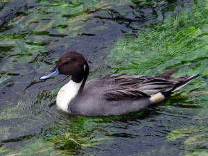 オナガガモ 10月29日 落合川