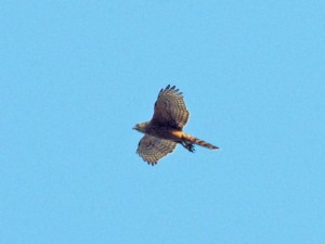 オオタカ 10月24日 東久留米
