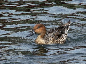 オナガガモ♀ 10月29日 落合川