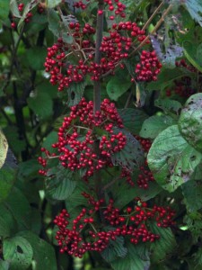 ガマズミ 10月2日 東久留米