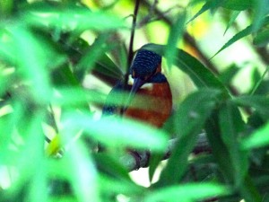 10月24日 落合川