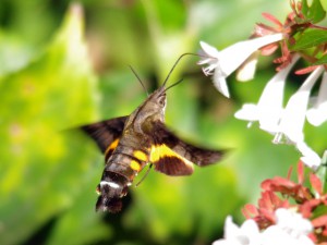 ホウジャク 10月8日 東久留米