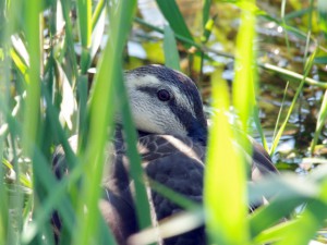 カルガモ 10月15日 落合川