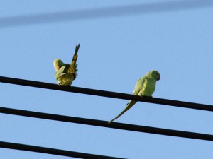 ワカケホンセイインコ 10月25日 東久留米