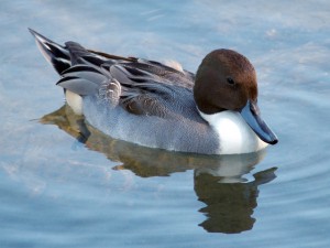 オナガガモ♂ 10月16日 出町橋