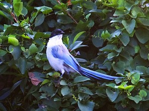 オナガ 10月6日 東久留米