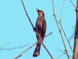 ヒヨドリ 10月24日 東久留米
