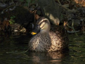 カルガモ 10月25日 落合川