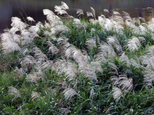 ススキ 10月17日 賀茂大橋