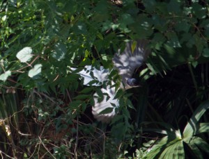 オナガ 10月8日 東久留米