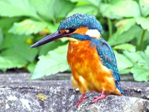 カワセミ♀ 10月6日 落合川