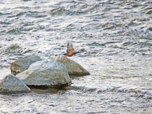 カワセミ 10月17日 賀茂大橋