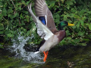マガモ♂ 10月29日 落合川