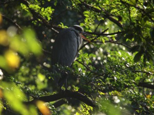 アオサギ 10月3日 落合川