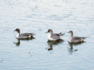 オナガガモ 10月21日 御池大橋