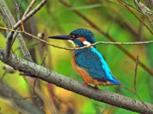 カワセミ♂ 10月24日 落合川