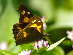 テングチョウ 10月13日 東久留米