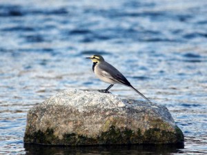 ハクセキレイ 10月17日 賀茂大橋
